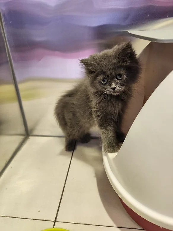 British Longhair Kittens