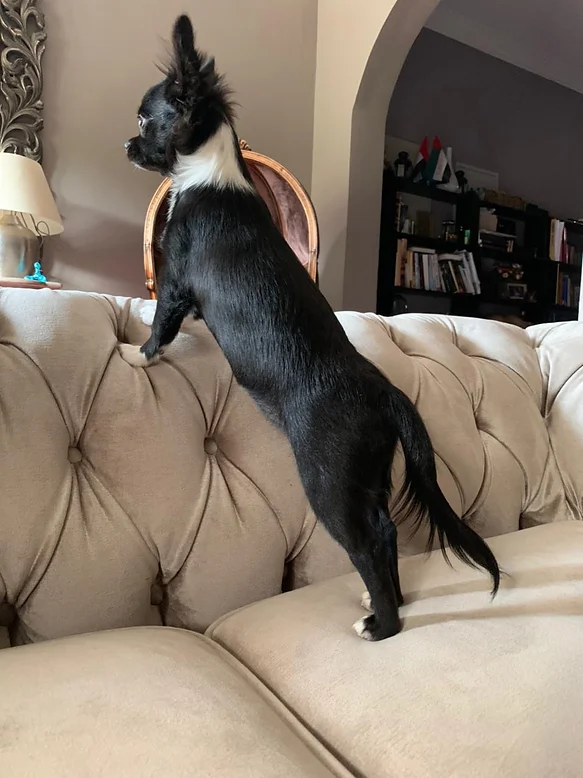 Chihuahuas