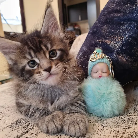Maine Coon Cat