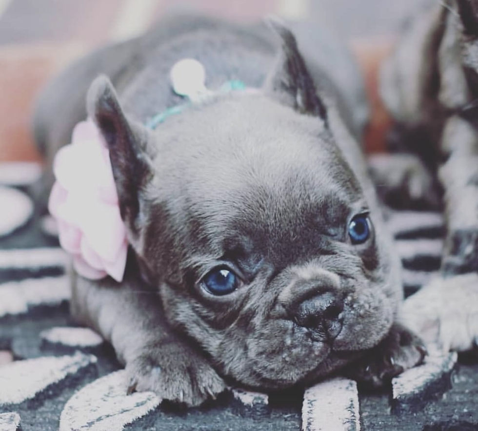 French bulldog