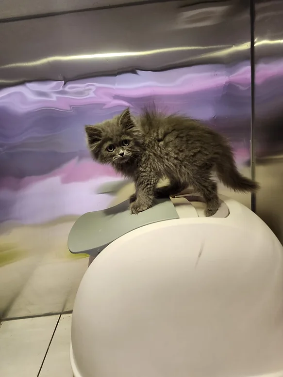 British Longhair Kittens