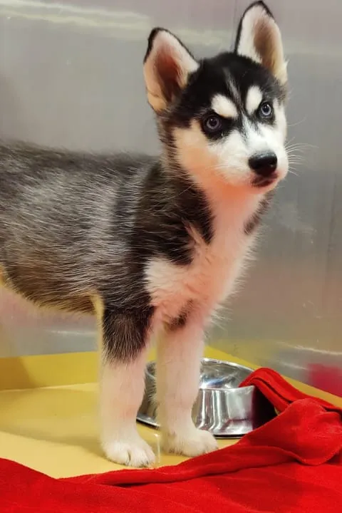 Siberian Husky