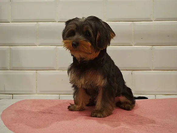 Yorkshire Terriers 