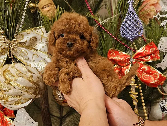 Teacup Poodles