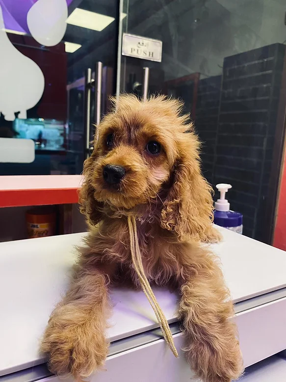 Healthy Puppies for Sale in Dubai 