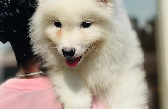 Samoyed Puppy