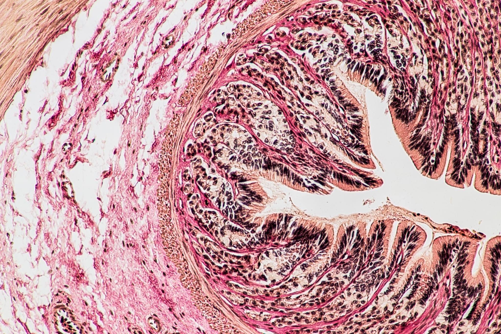 Frog Tissue