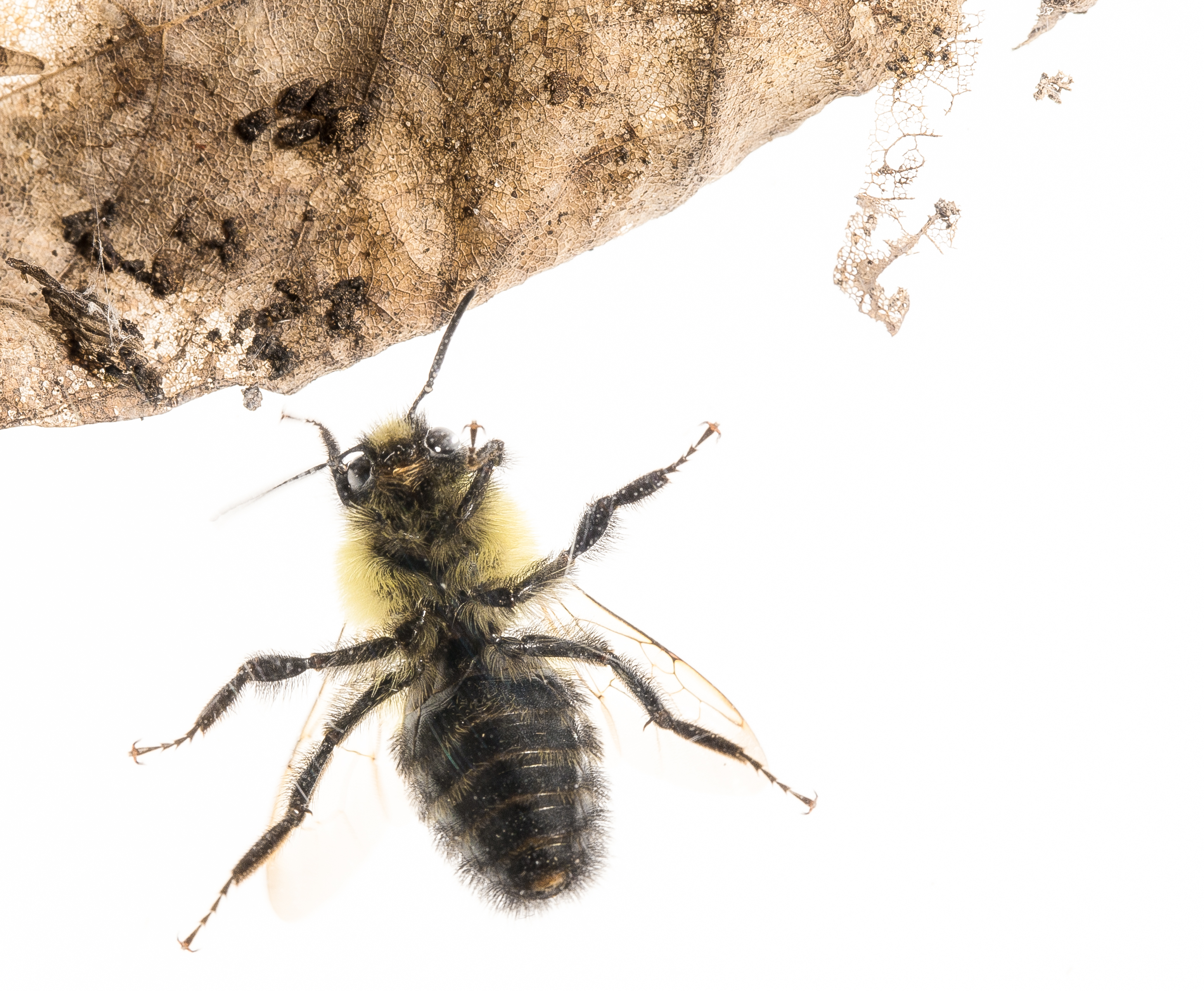 Bee