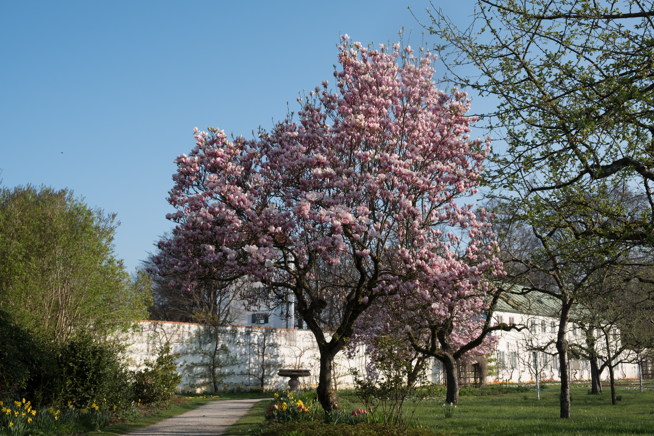 Magnolie im Dachauer Schlossgarten