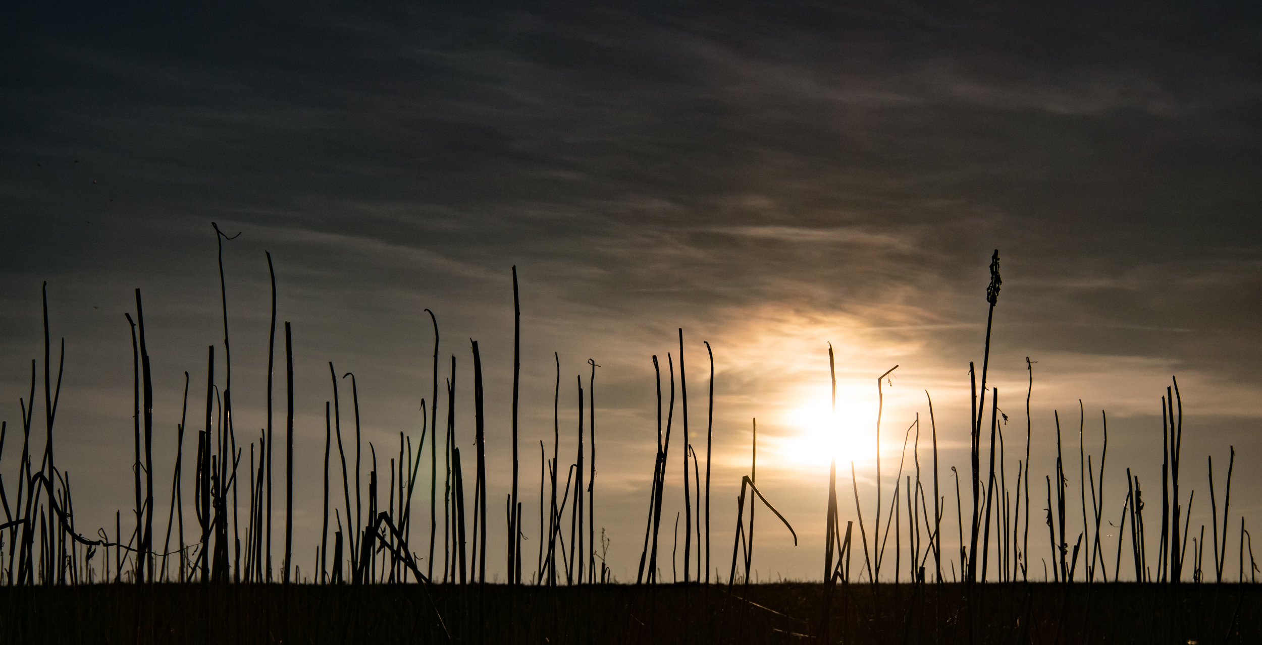 Herbstliche Halme im Gegenlicht