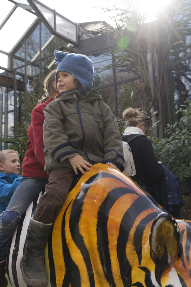 Ritt auf dem TigerZebra