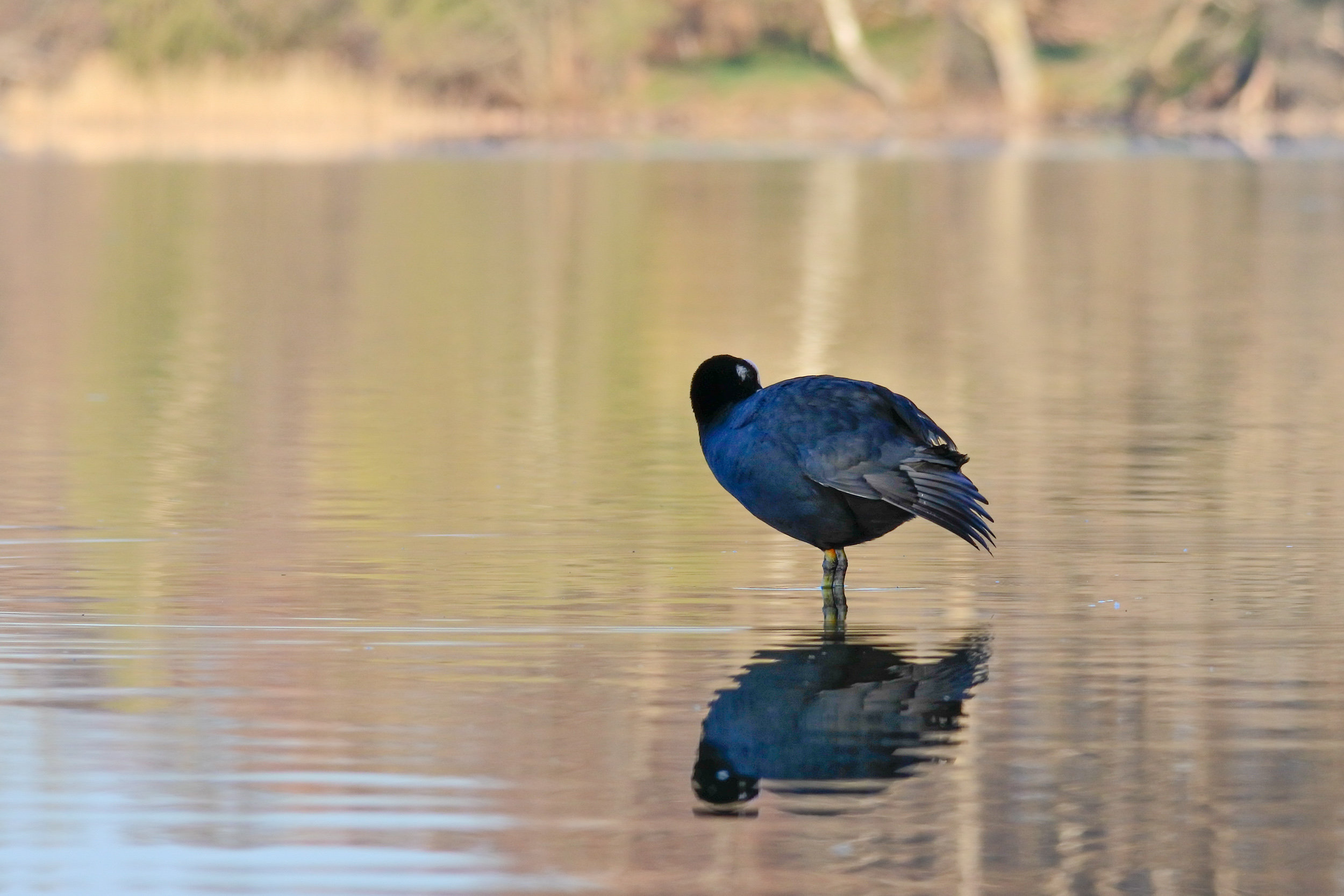 Morgenputz am Staffelsee