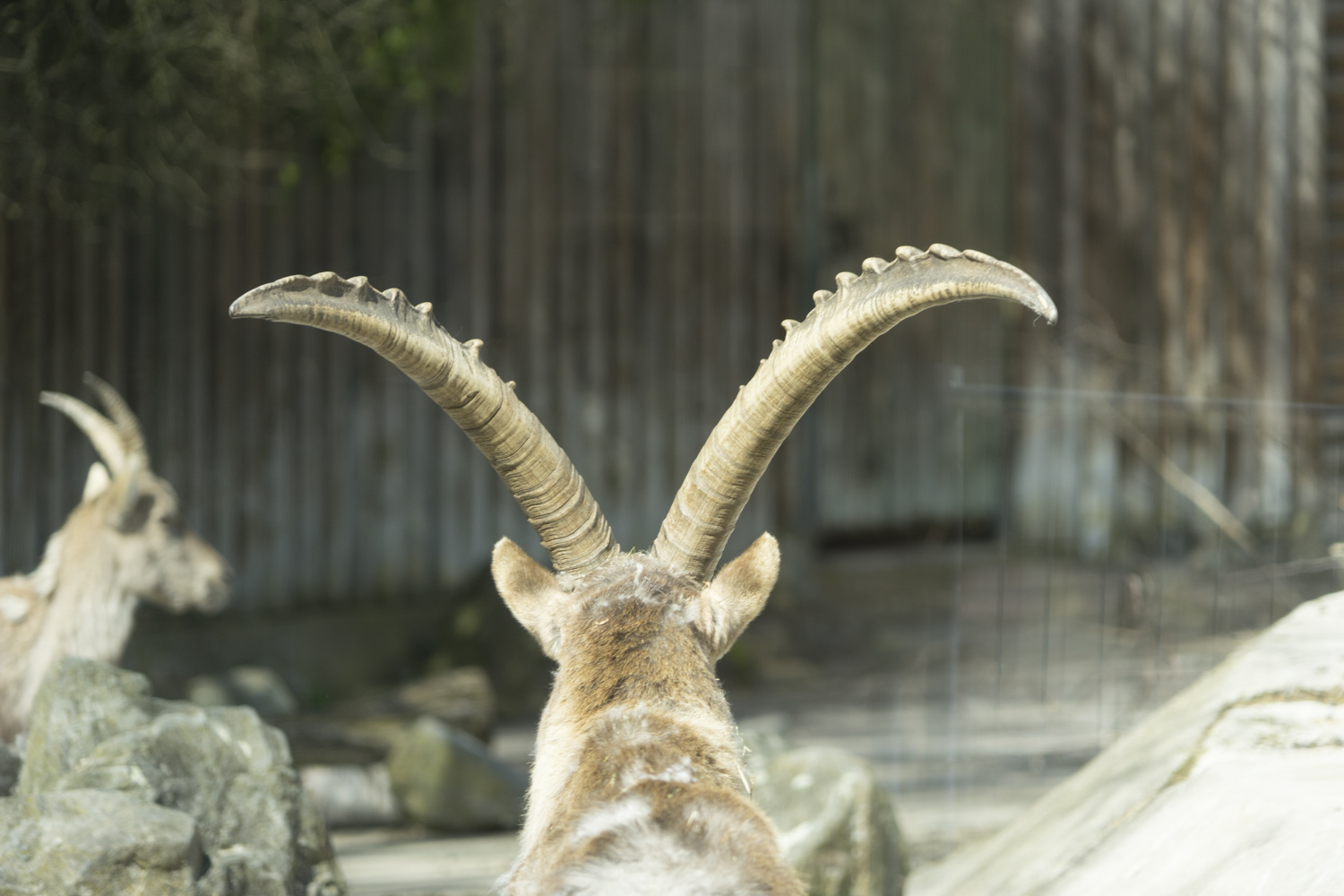 Steinbock, der Alte