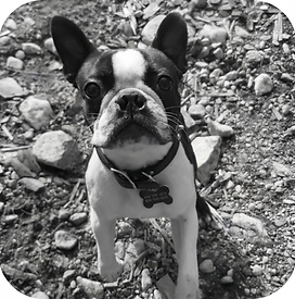 Drop-in dog visit in home.