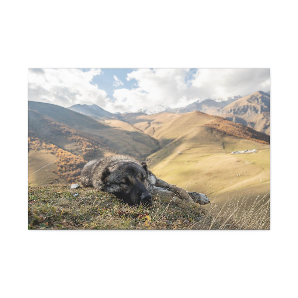 Thumbnail: Large dog resting on a grassy mountain slope under cloudy sky.