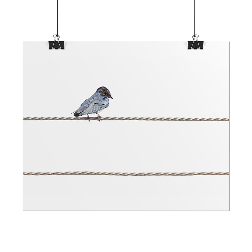 Thumbnail: Small bird perched on a rope, Framed Poster - Grey-Breasted Martin | Wildlife Wall Art.