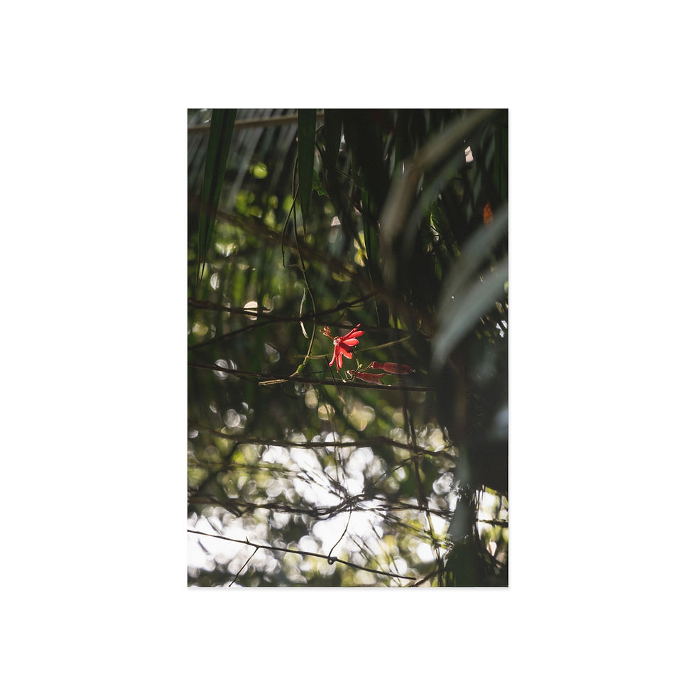 Thumbnail: Fine Art Postcards | Amazon Rainforest Red Flower - Nature Themed Card