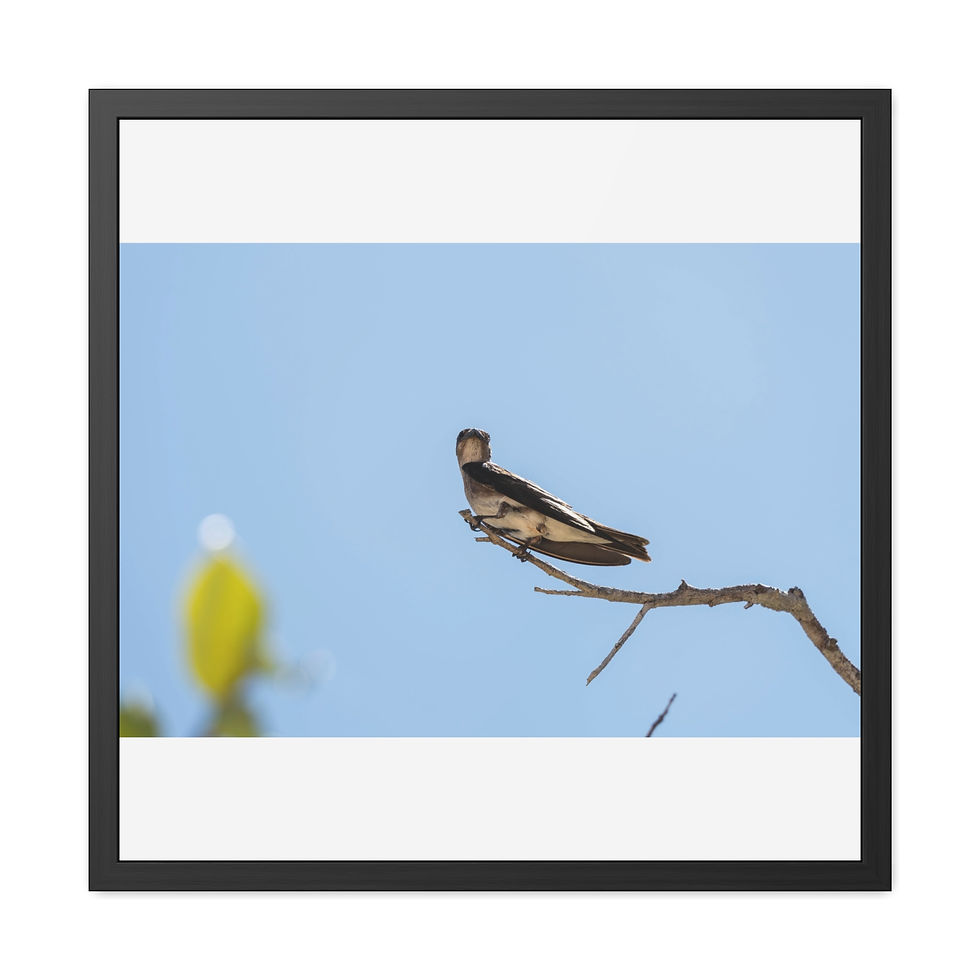 Thumbnail: Grey-Breasted Martin bird perched on a bare branch against a blue sky.