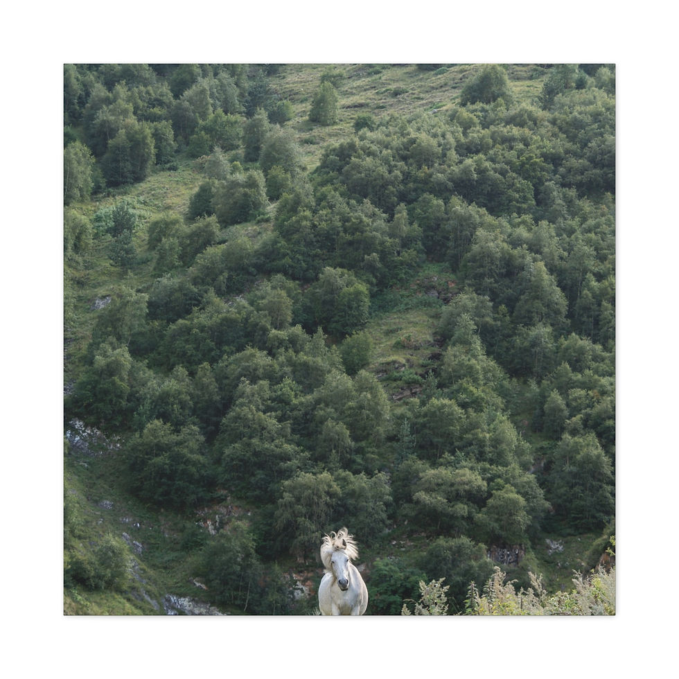Thumbnail: Canvas Print | Grey Horse in the Mountains of Kazbegi, Georgia Wall Art