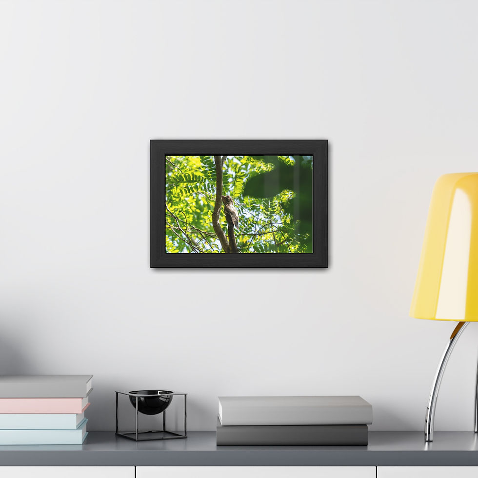 Thumbnail: Potoo bird camouflaged in green tree leaves, displayed in black frame.