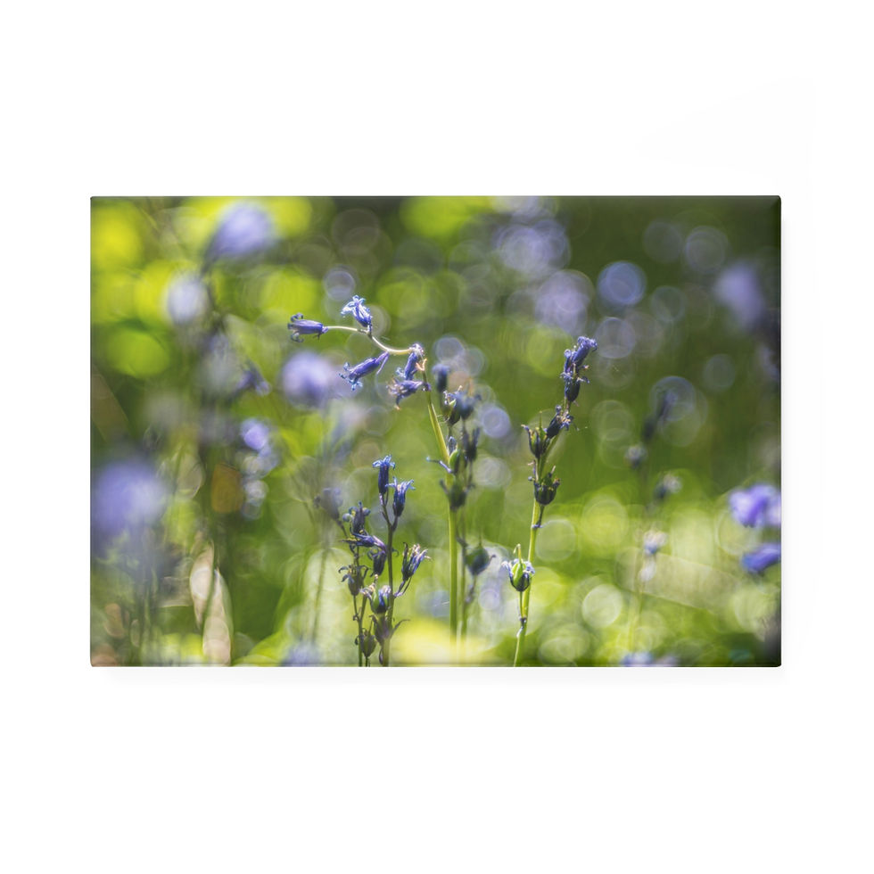 Thumbnail: Bluebells Magnet | Laughton Woods East Sussex | Floral Nature Photo Decor