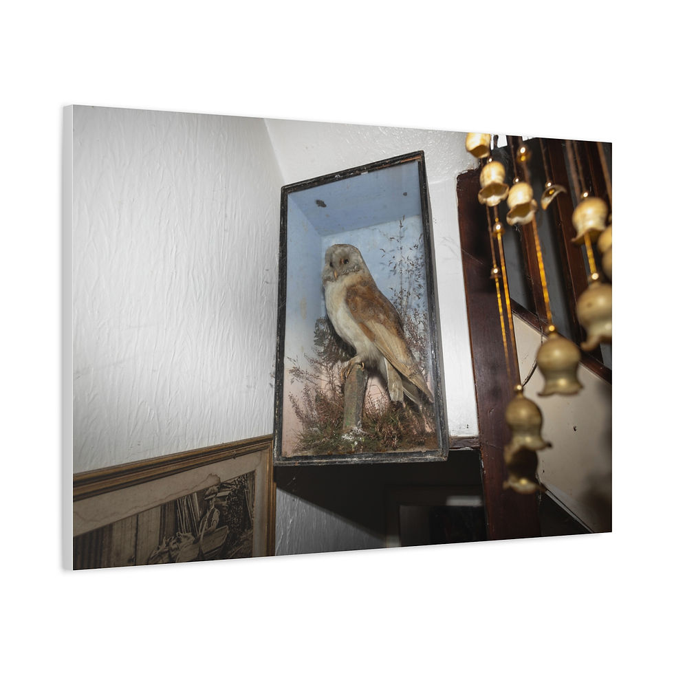 Thumbnail: Taxidermied owl in a glass display case mounted on a white wall.