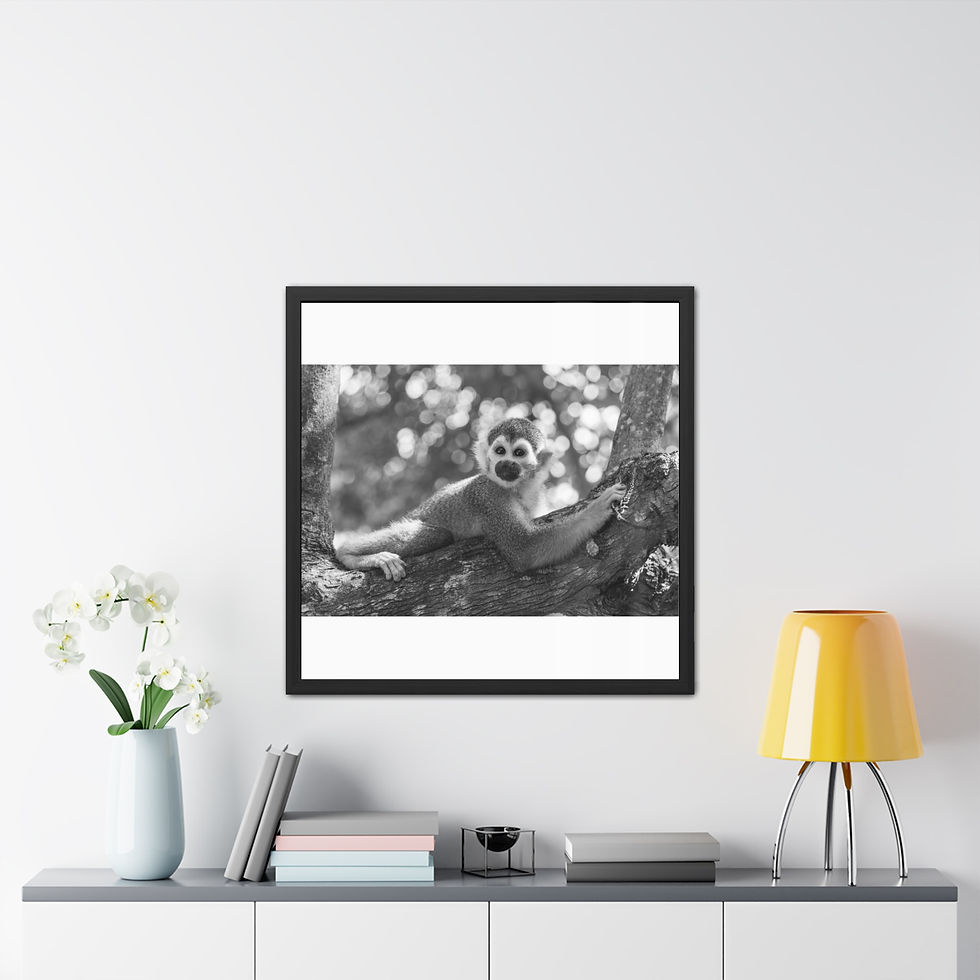 Thumbnail: Framed Poster - Squirrel Monkey Resting in Amazon Tree | Wildlife Wall Art