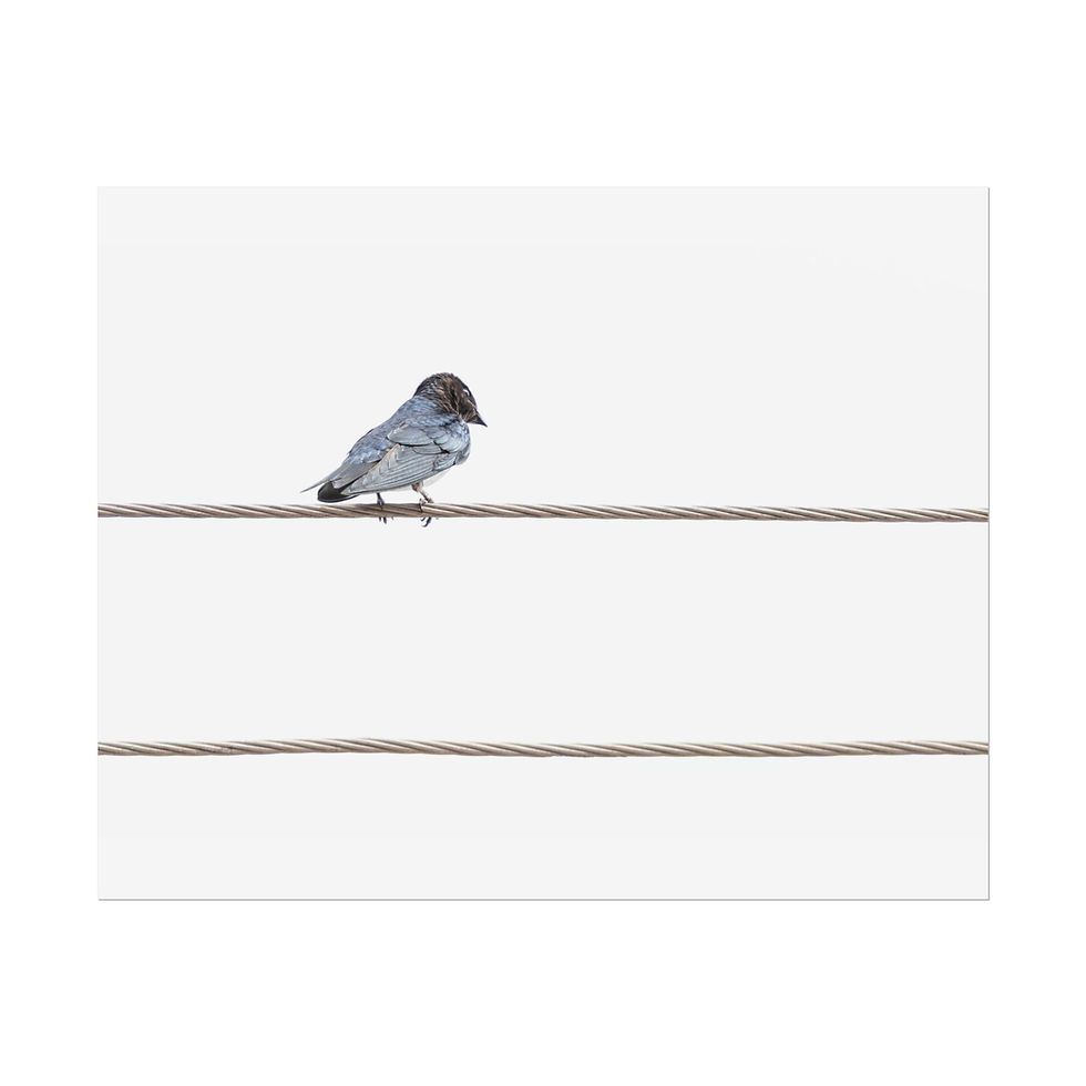 Thumbnail: Grey-Breasted Martin perched on a wire. Framed Poster | Wildlife Wall Art.