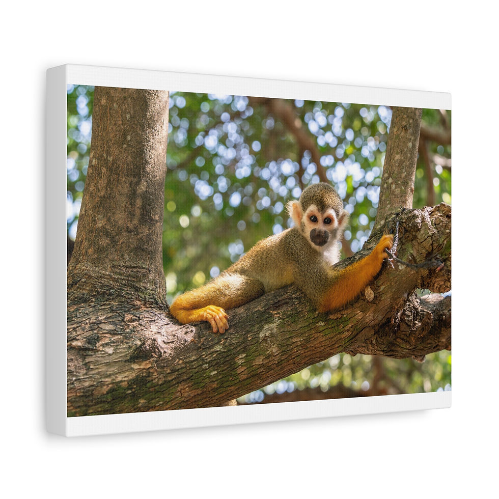 Thumbnail: Canvas Print: Squirrel monkey resting on tree branch, looking forward.