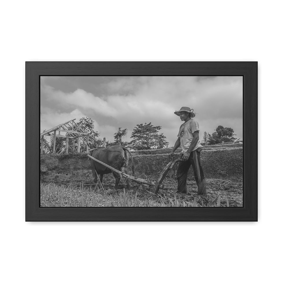 Thumbnail: Farmer plows field with ox in rural black and white scene