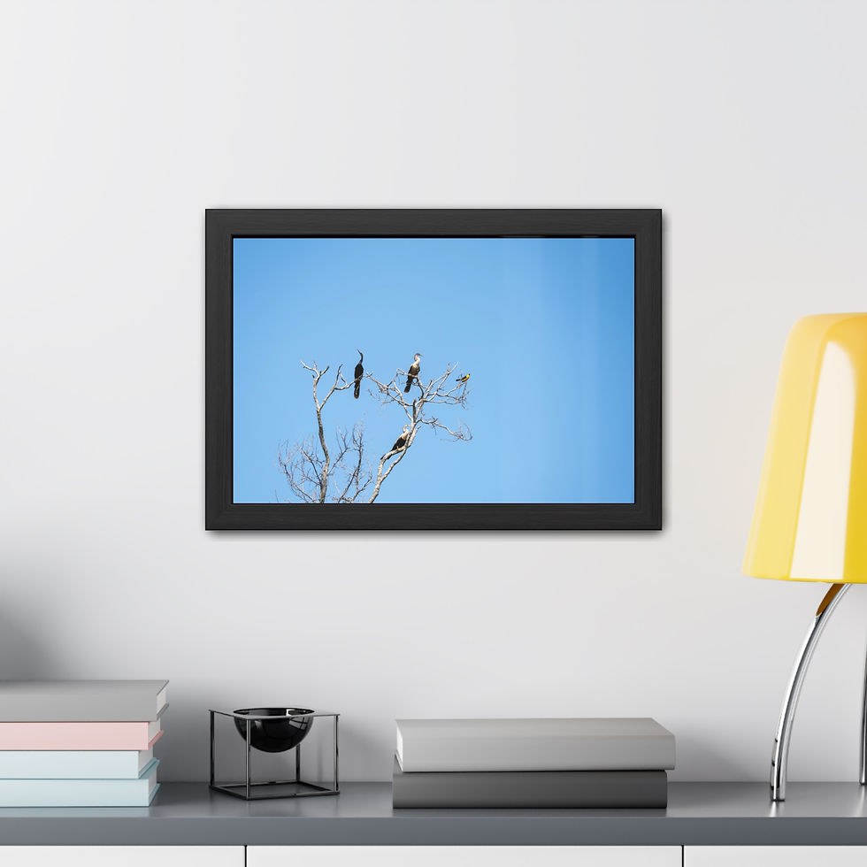 Thumbnail: Framed picture of three birds on a bare tree, blue sky.