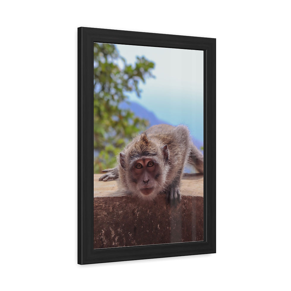 Thumbnail: Curious macaque monkey peeking over stone wall, looking directly forward.