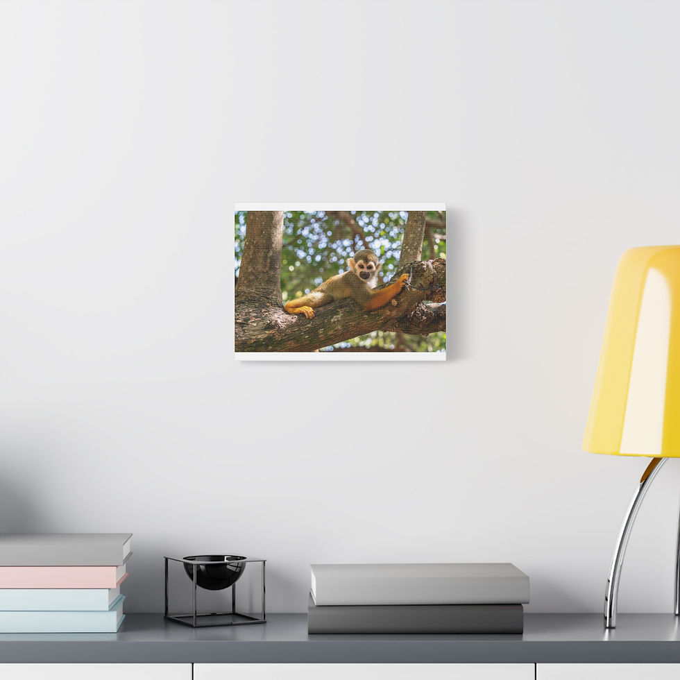 Thumbnail: Squirrel monkey resting on a tree branch, displayed as a canvas print.