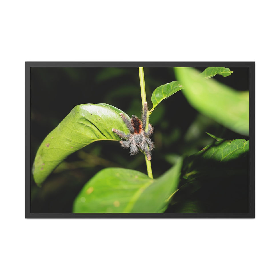 Thumbnail: Tarantula climbing a green stem among lush tropical leaves.