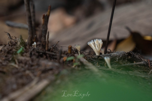 Small white mushrooms sprout from a forest floor, surrounded by twigs, leaves, and soft green foliage. The scene conveys a tranquil, natural setting.