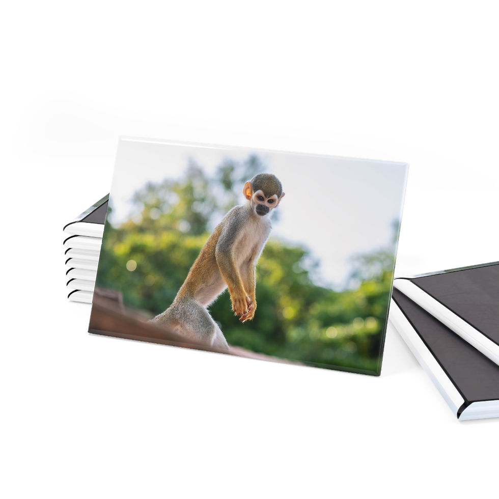Thumbnail: Curious squirrel monkey magnet, a Travel Wildlife Nature Decor item.