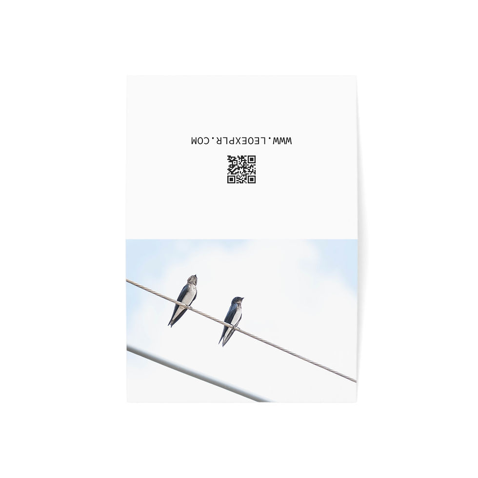 Thumbnail: Grey-Breasted Martins in Brazil | Greeting Cards - Pack of 1, 10, 30 or 50