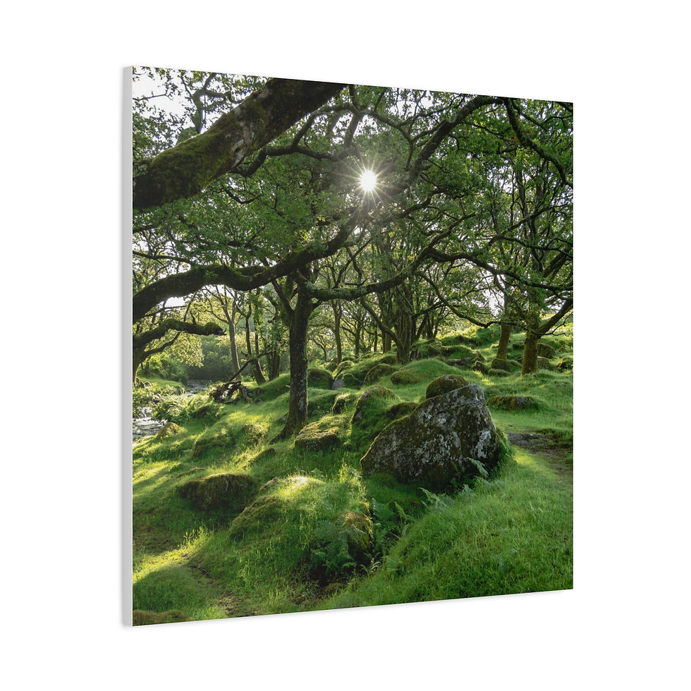 Thumbnail: Dappled sunlight on mossy rocks and green forest floor under leafy trees.