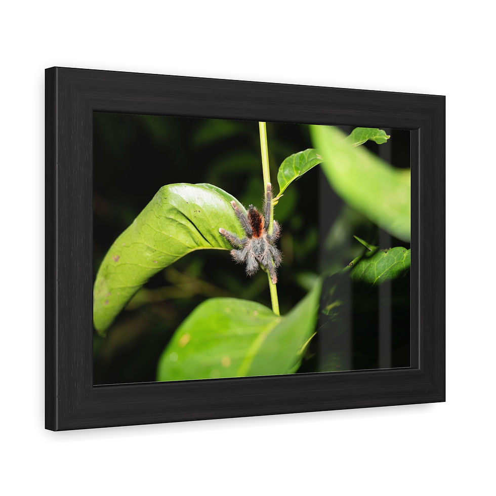 Thumbnail: A fuzzy brown spider rests on a vibrant green leaf.
