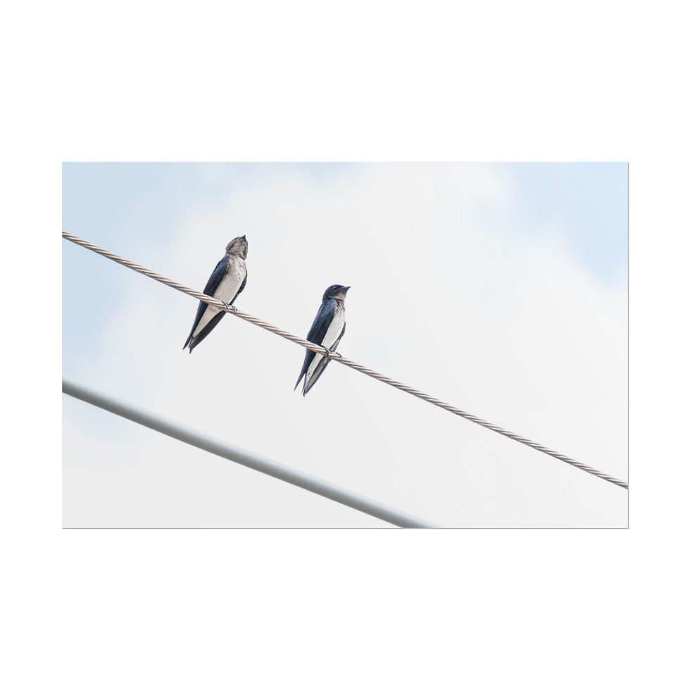 Thumbnail: Pair of swallows sitting on a power line, clear sky background.