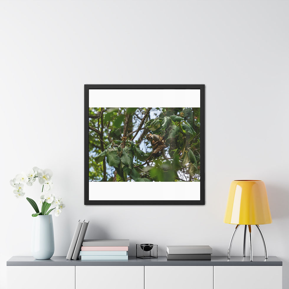 Thumbnail: Framed poster shows cheeky squirrel monkey among green leaves on white wall.