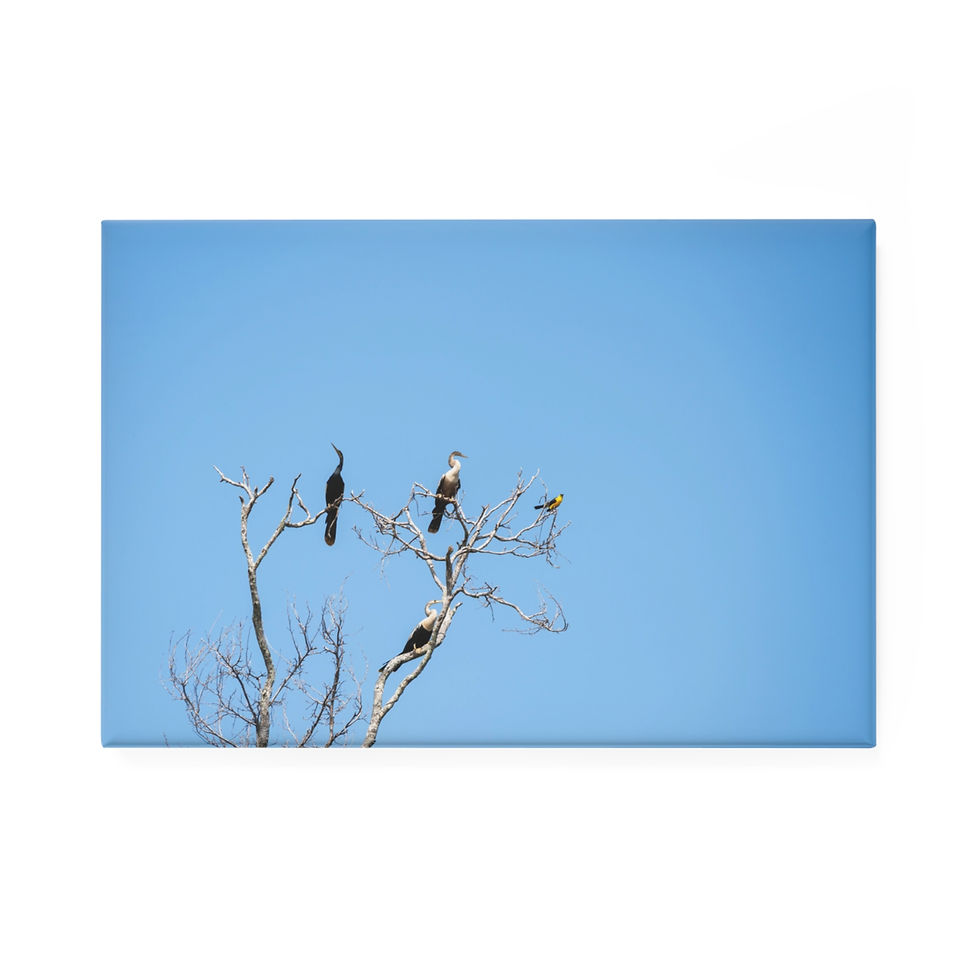 Thumbnail: Anhingas and Oriole Blackbird – Amazon Bird Photo Magnet, on bare tree.