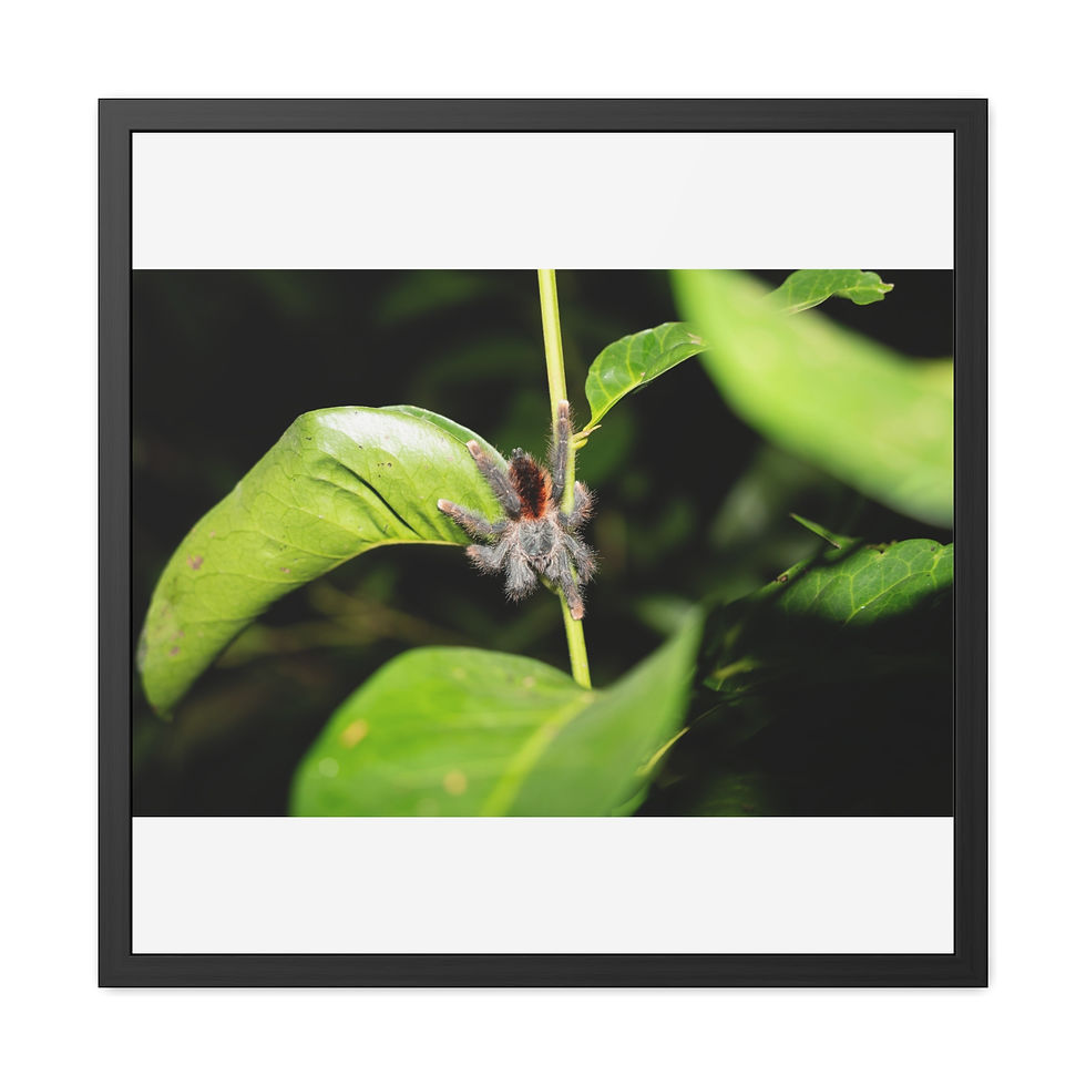 Thumbnail: Close-up of a hairy tarantula on a green leafy branch.