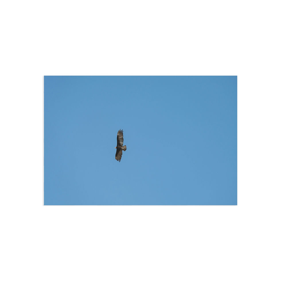 Thumbnail: Fine Art Postcards | Turkey Vulture - Amazon Wildlife Postcard