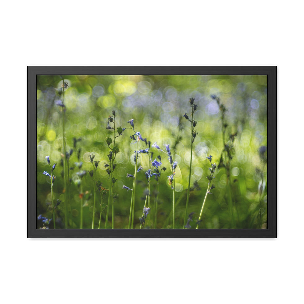 Thumbnail: Bluebells Framed Print | Laughton Woods East Sussex | Woodland Flower Wall Art