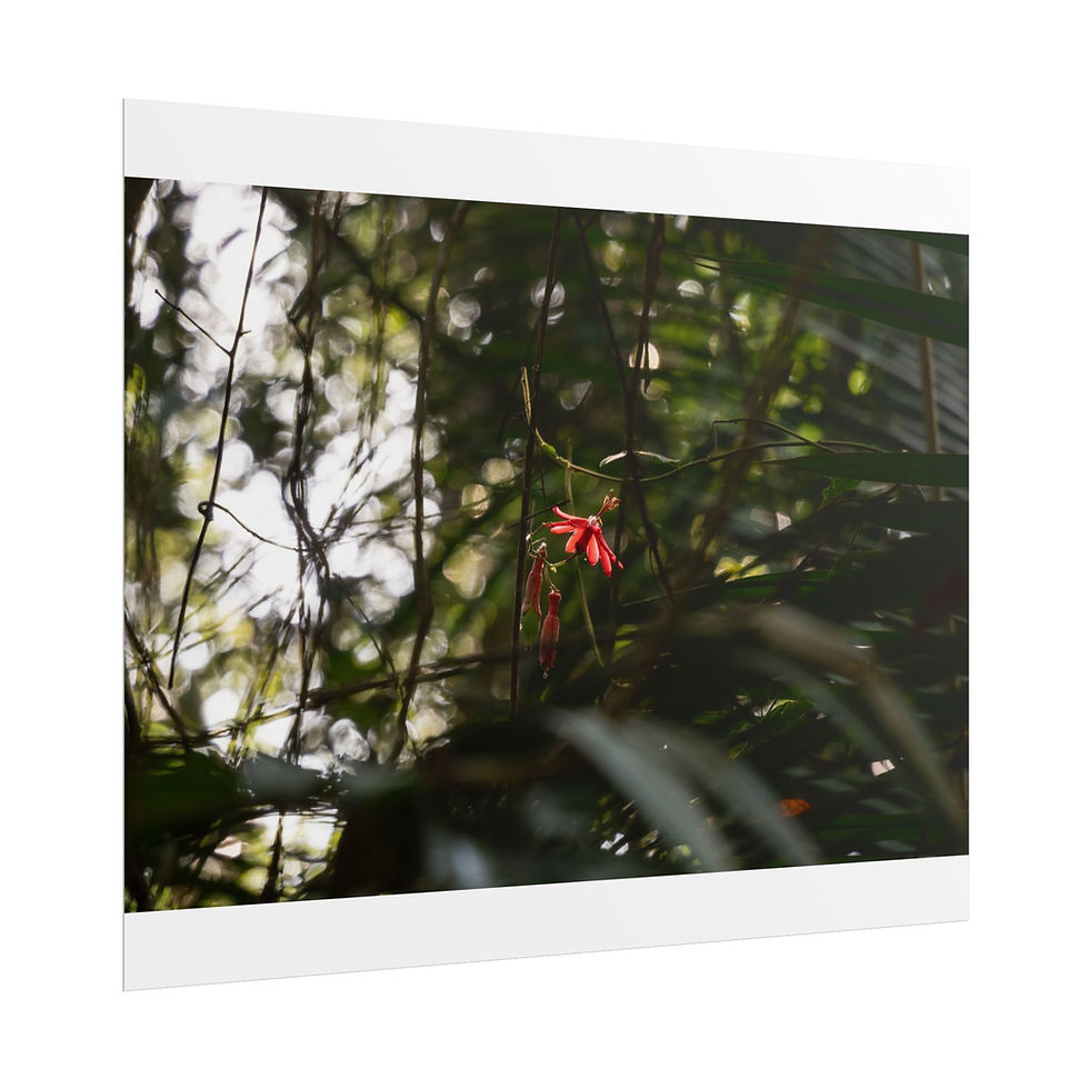 Thumbnail: Vibrant red flower shines through dark green tropical foliage.