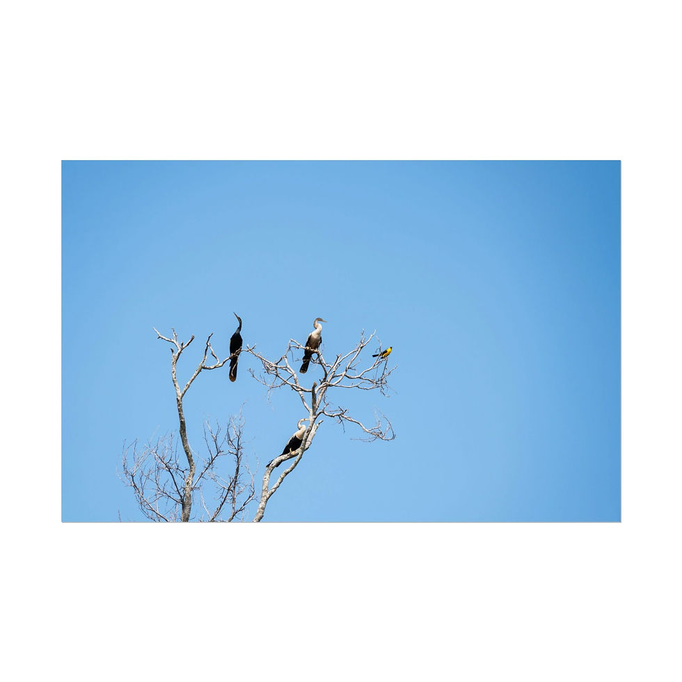 Thumbnail: Anhingas and Oriole Blackbird perch on bare Amazon tree against blue sky.
