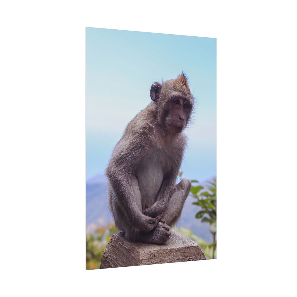 Thumbnail: Pensive monkey sitting on a stone looking forward, blue sky background.