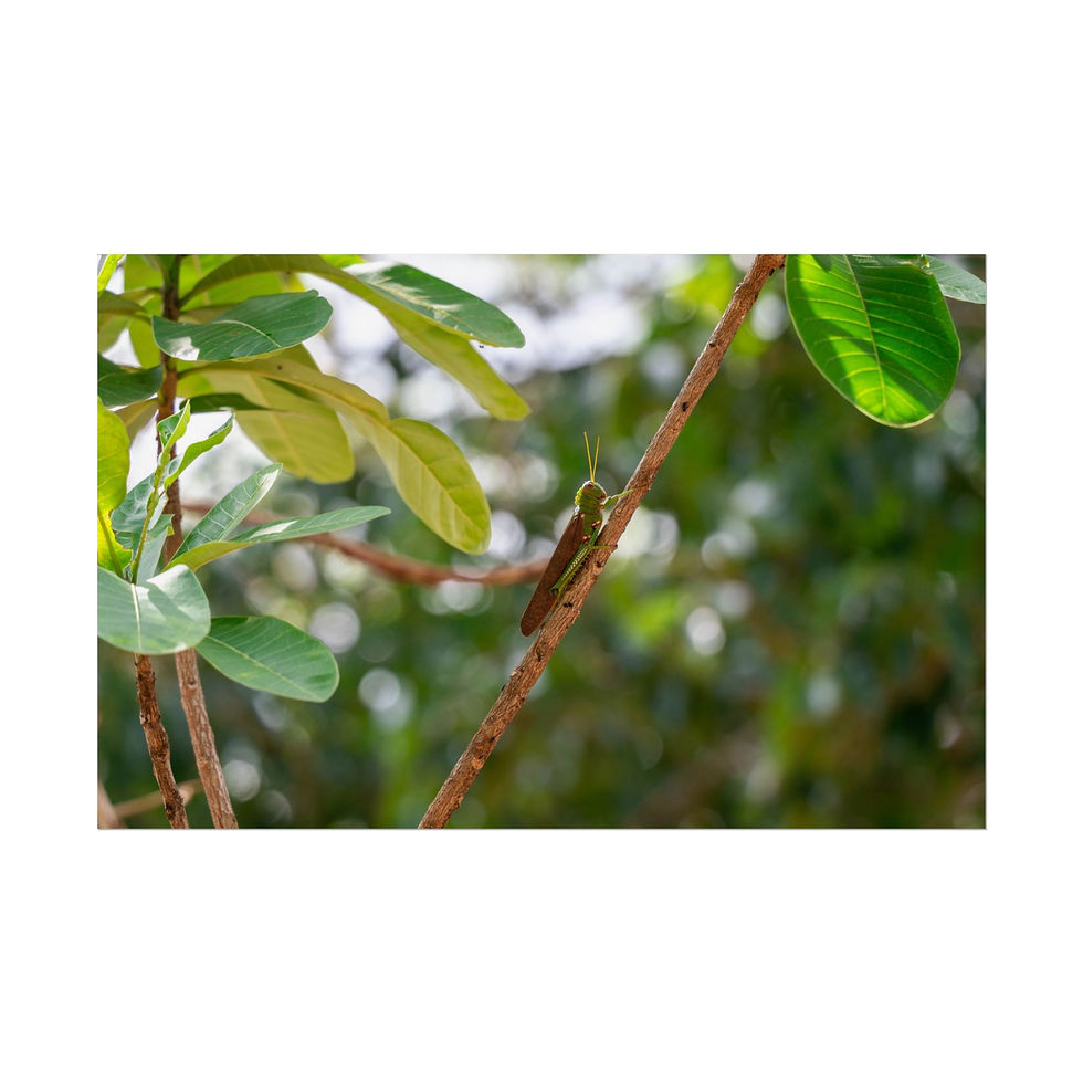 Thumbnail: Green caterpillar resting on a tree branch among vibrant green leaves.