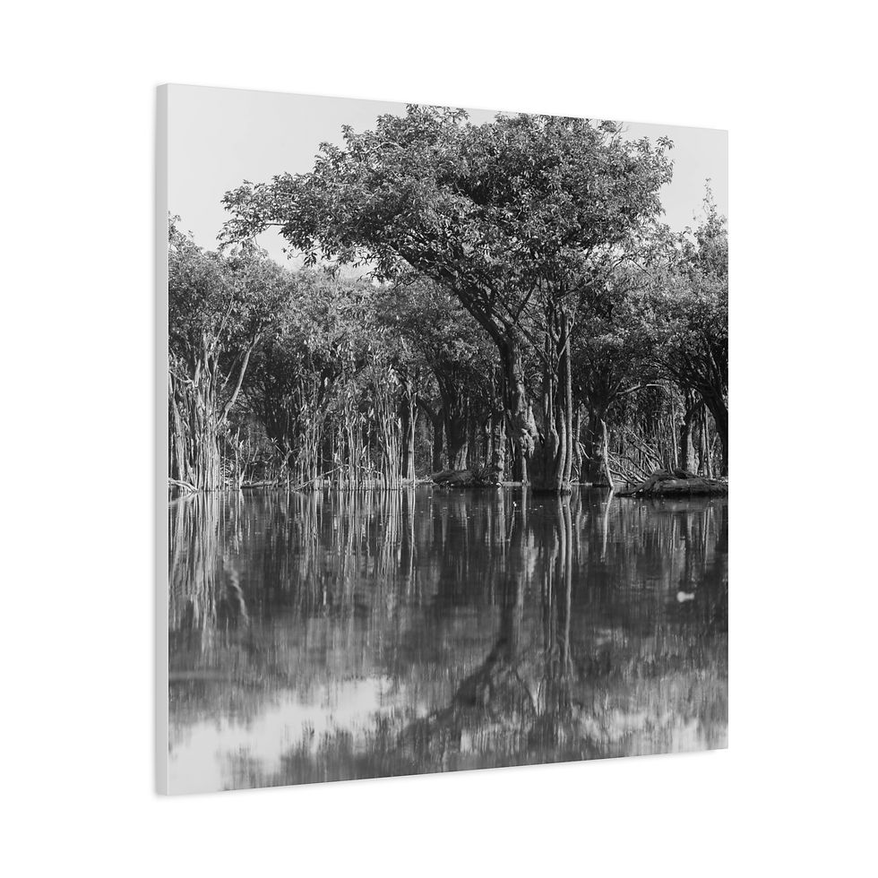 Thumbnail: Black and white forest trees reflecting perfectly in calm water, tranquil scene.